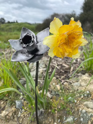 Our steel daff next to a real daff made by blacksmith Justin 